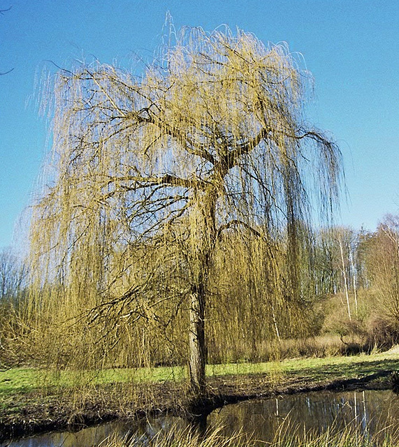 Wind in den Weiden