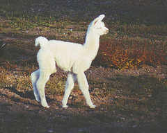 Lama