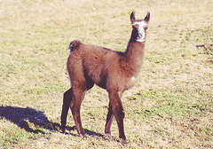 Lama