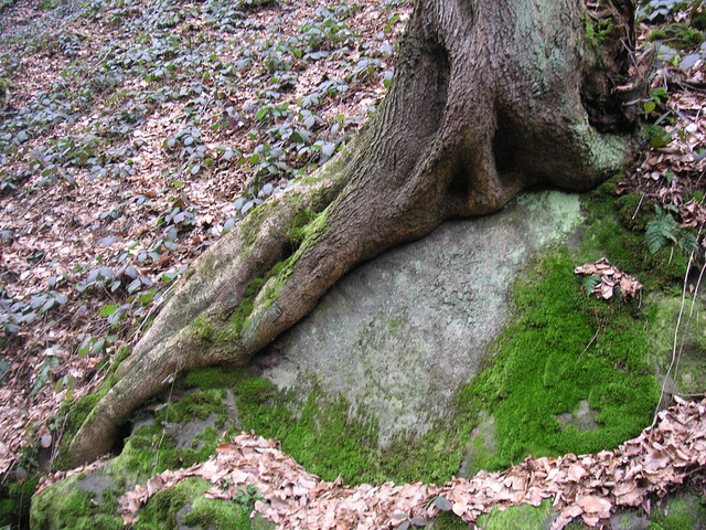 Wurzeln - radikoj - rasines - roots