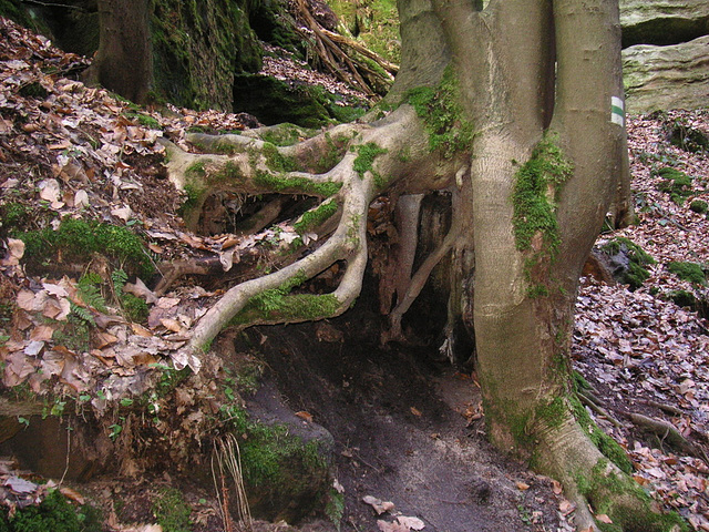 Wurzeln - radikoj - rasines - roots