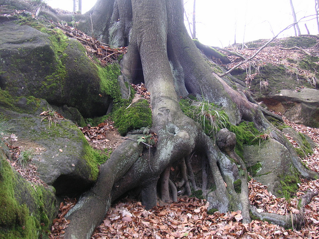 Wurzeln - radikoj - rasines - roots