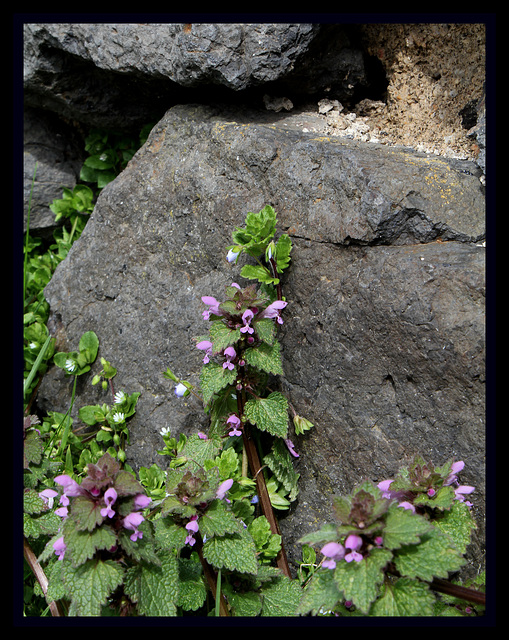 Lamium purpureum