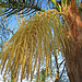 Palm Flower (0164)