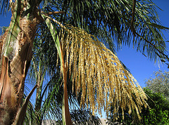 Palm Flower (0353)