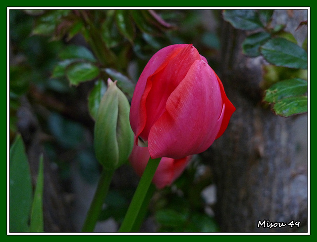 MON JARDIN