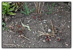 Sortie Pivoines lactiflora