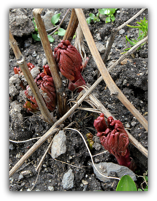 Sortie Pivoine officinalis