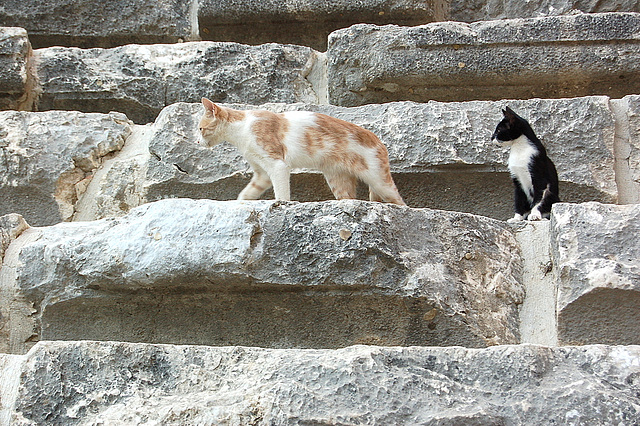 Katoj en Aspendos