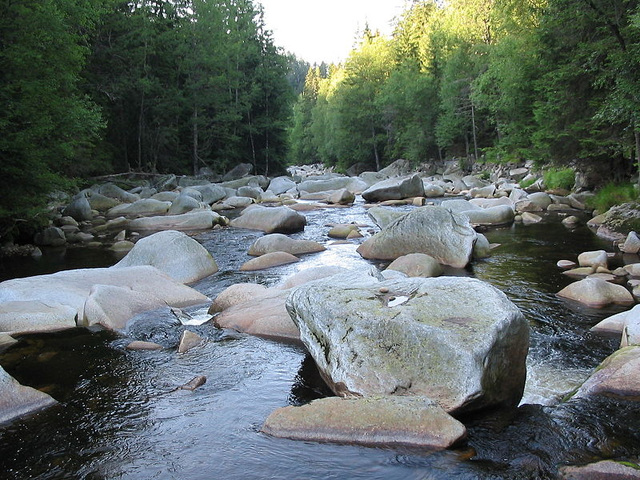 Rivero Vydra (Lutro) en la montaro Šumava