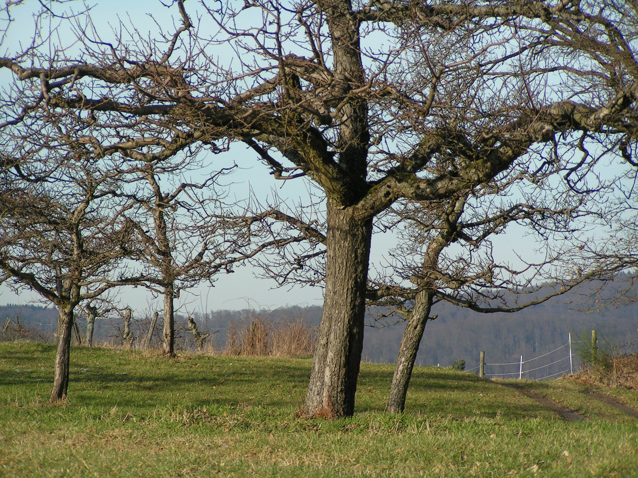 Juhöhe, Odenwald