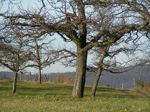 Juhöhe, Odenwald