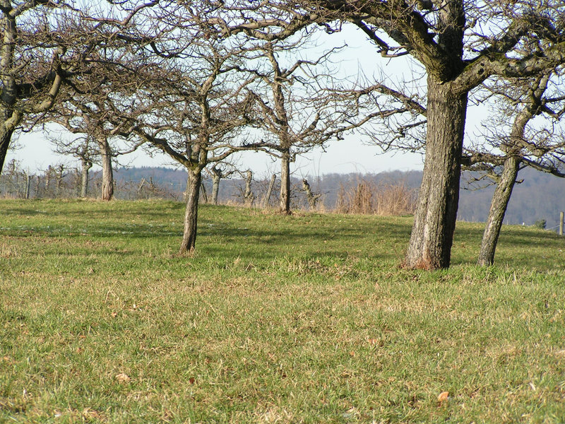 Juhöhe, Odenwald