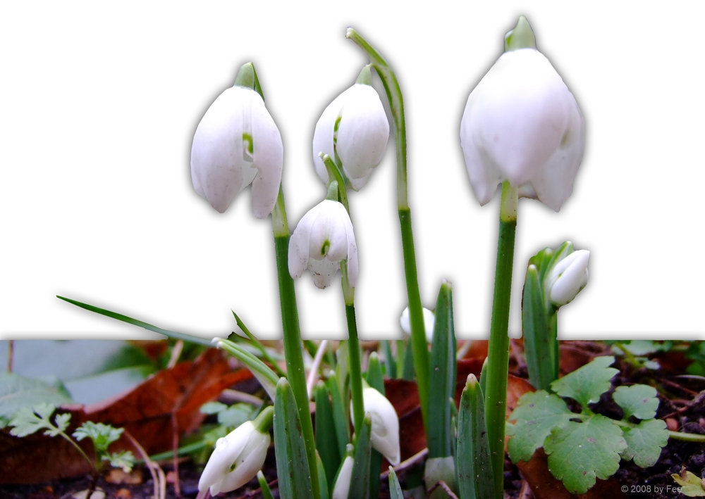 Snowdrops