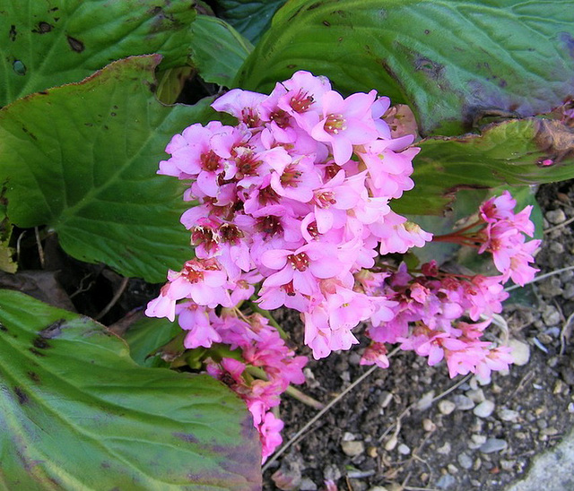 Bergenia ou semelle de savetier !