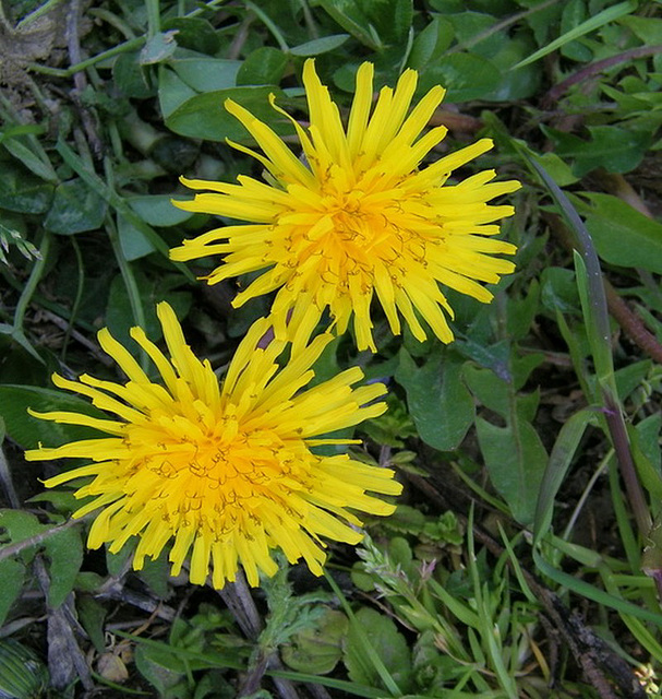 Fleurs de pissenlits.