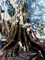 Coimbra, Quinta das Lágrimas, Australian banyan - ficus macrophylla - (2)