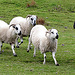 Farmer Brendan's Sheeps
