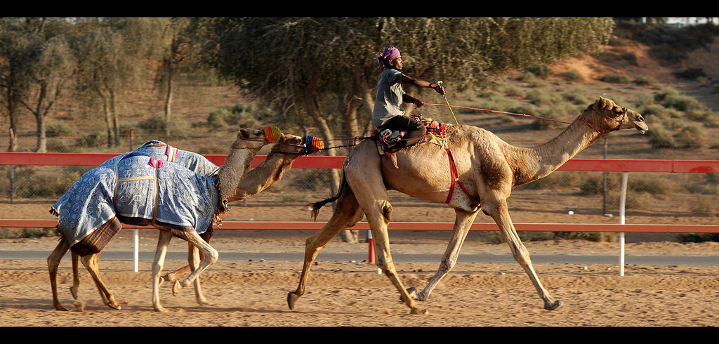 At the Camel Race Track