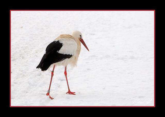 Cygogne