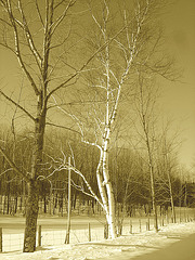 Paysage d'hiver du Québec / St-Benoit-du-lac.  Février 2009 - Sepia