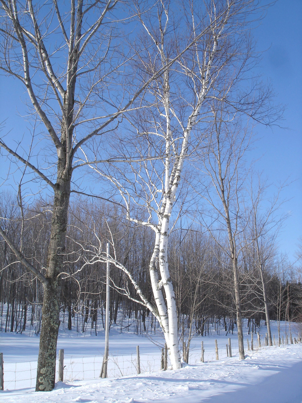 Paysage monastique de l'hiver québécois.