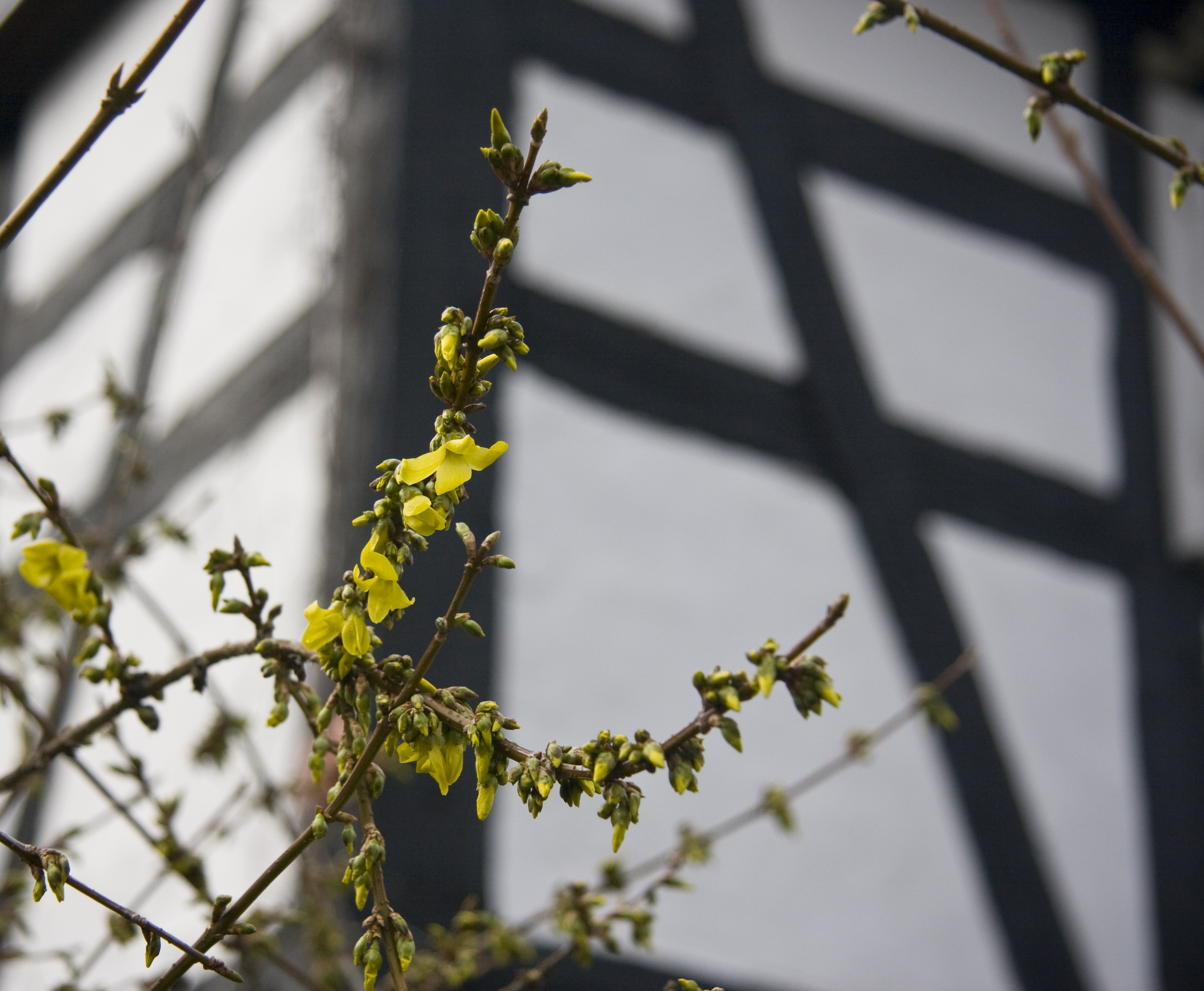 Forsythia