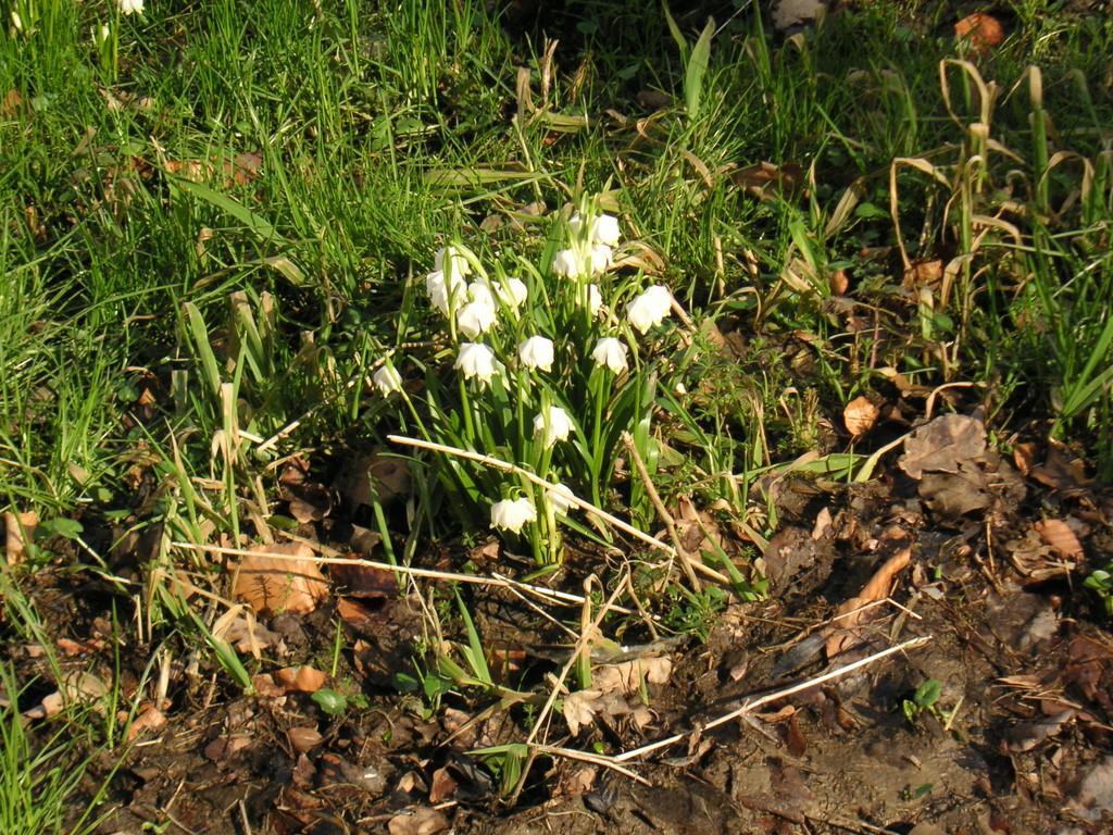 Märzbecherwiesen