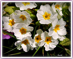 fleur du printemps