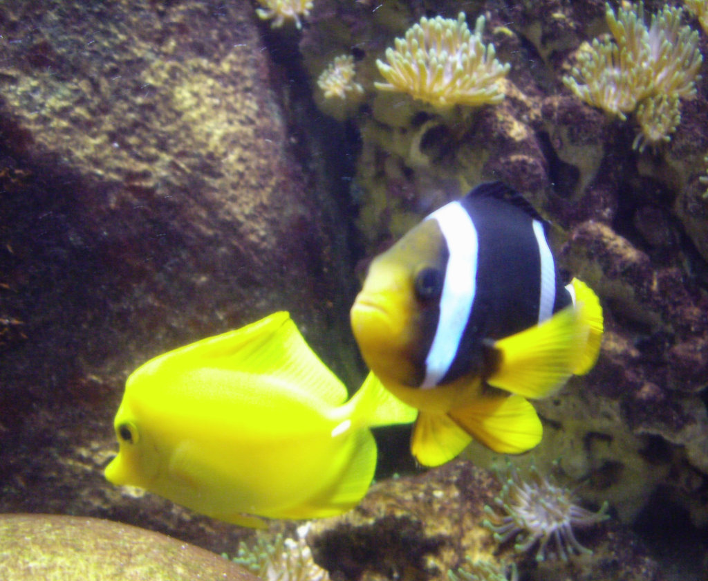 Fische in einem Sea Live Aquarium