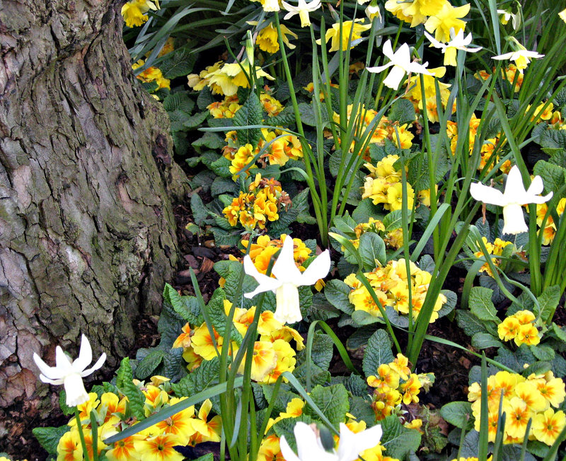 Spring flowers