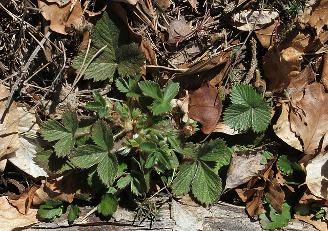 Potentilla micrantha - Potentille à petites fleurs