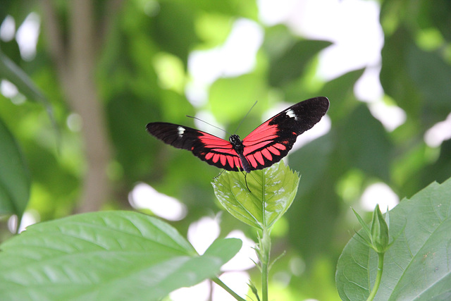 Schmetterling