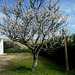 Serra de Montejunto, almond in bloom