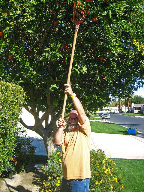 David Harvesting (9067)