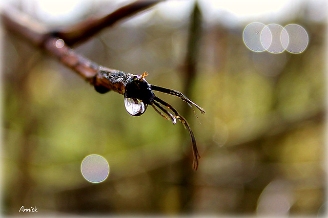 pluie du printemps