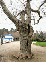 Les arbres ont des oreilles