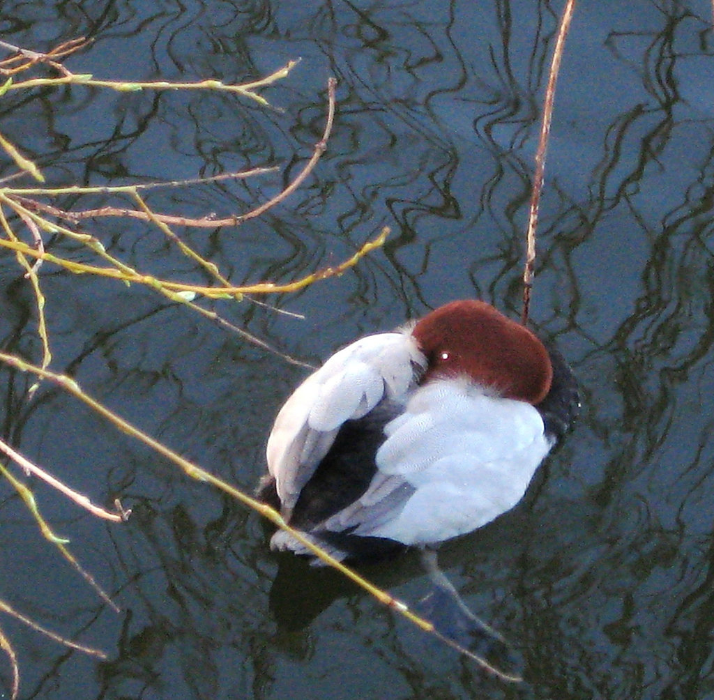 Sleeping duck