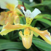 Orchideenaustellung auf der Insel Mainau