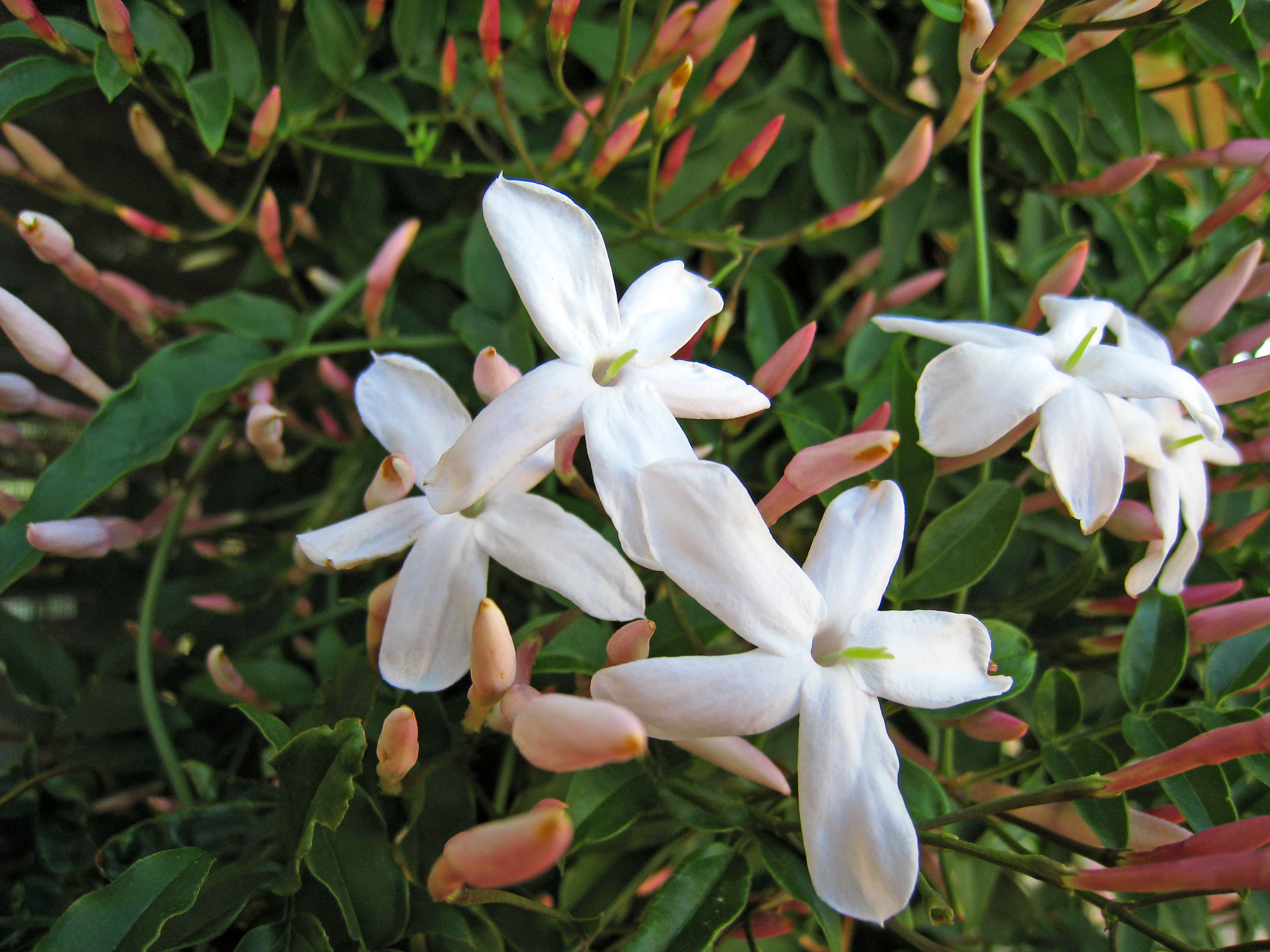 Jasmine (0149A)