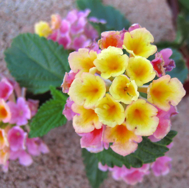 Lantana (0003)