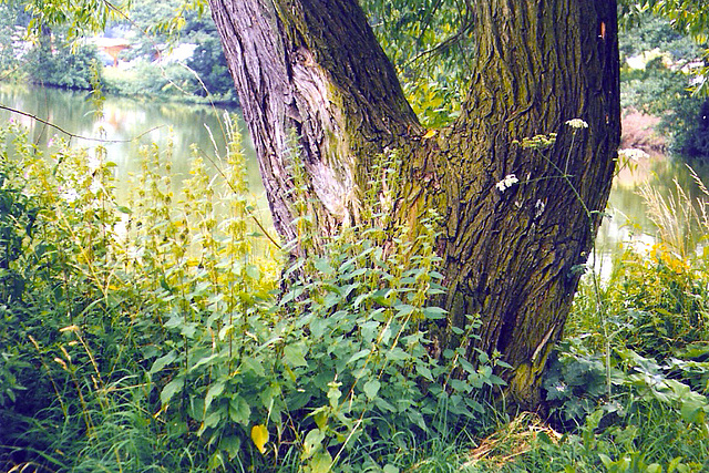 Kverko dubraka apud lago