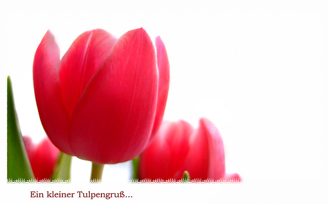 Tulpe