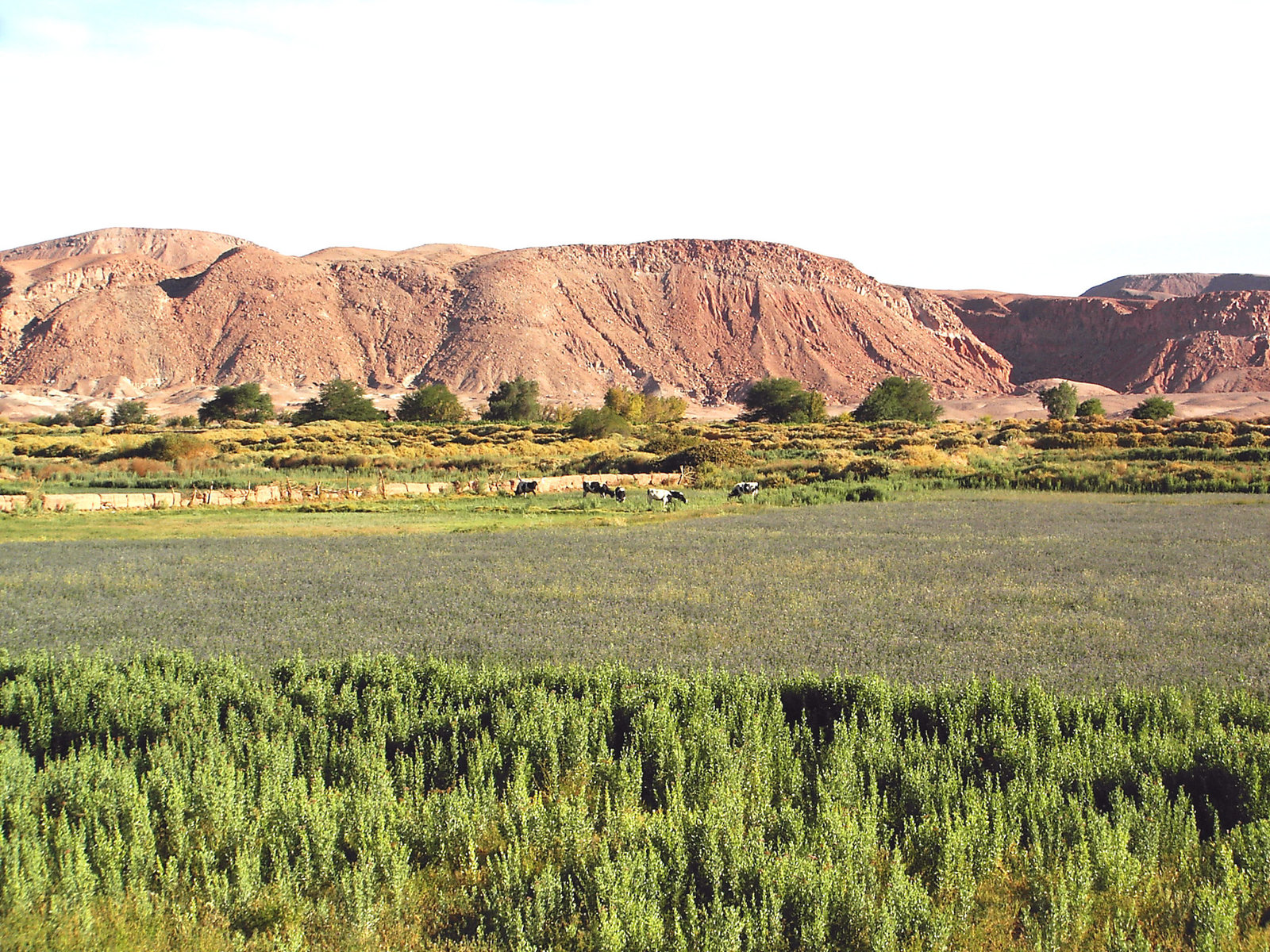 ATACAMA 2500 m OASIE