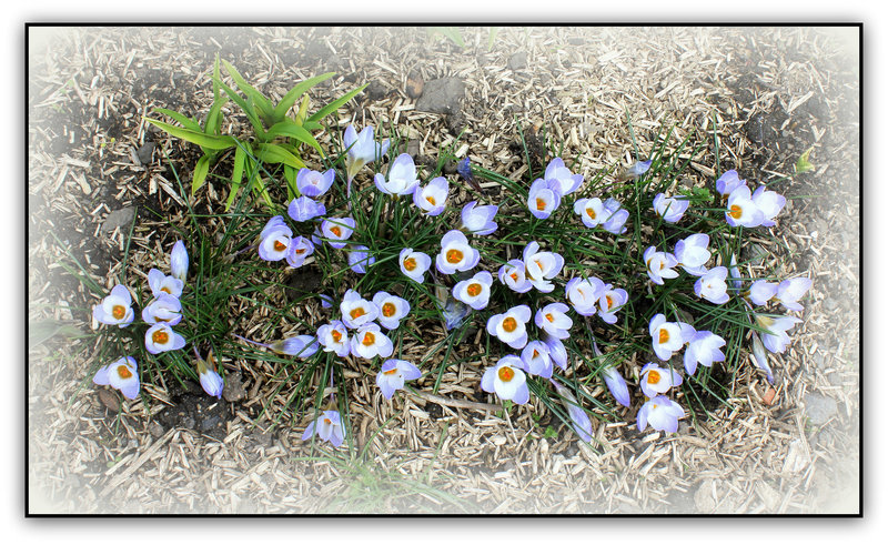 Crocus vernus ' Sky Blue'