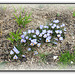 Crocus vernus ' Sky Blue'