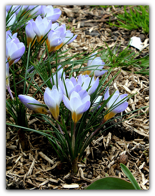 Crocus vernus ' Sky Blue'