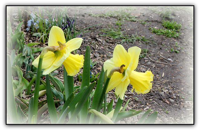 Narcisses 'Galactic Star'