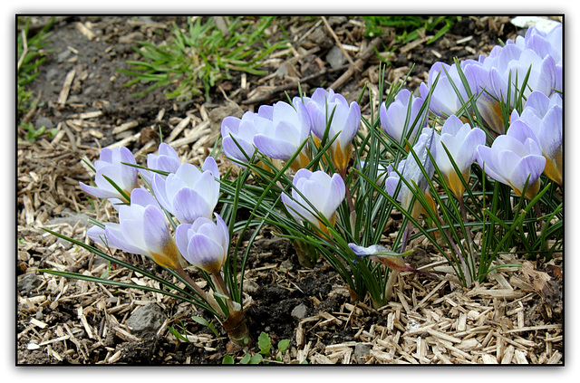 Crocus vernus ' Sky Blue'