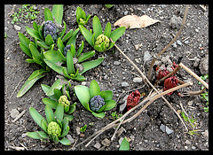 Jacinthes et Pivoine officinale au 10/4